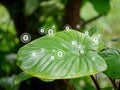photosynthesis, oxygen from green plants